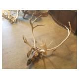 Taxidermied mount, caribou  with wood back, 37" ac