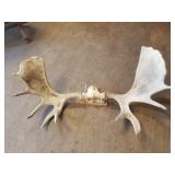 Taxidermied mount, moose  with wood back, 55" acro