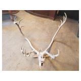 Taxidermied mount, caribou  with wood back, 43" ac