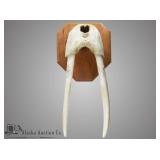 Charles Edwards beautiful female walrus head mount