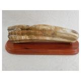 Stunning piece of ancient walrus ivory with rare c