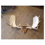 Taxidermied mount, moose  with wood back, 47" acro