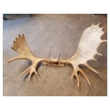 Taxidermied mount, moose  with wood back, 41" acro