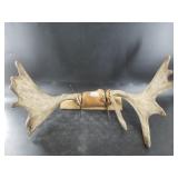 Juvenile Moose head mount with a 27" spread permit