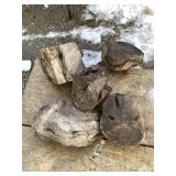 Lot with several burls (Maple?)