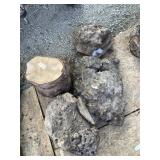 Lot with several burls (Maple?)