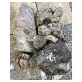 Lot with several burls (Maple?)