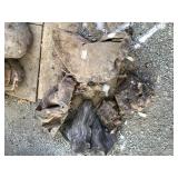 Lot with several burls (Maple?)