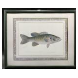 Small mouth Bass framed print, 17.5' x 21.25'  fra