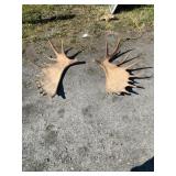 Moose Antlers Large Size