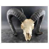 Ram