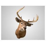 Whitetail deer shoulder mount about 24" deep
