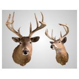 Large whitetail deer shoulder mount about 25" deep
