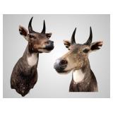 Nilgai shoulder mount 20" deep over 3