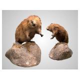 Taxidermied full body beaver mount set on a faux b