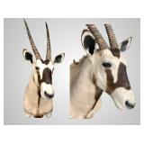 African Gemsbok shoulder mount with a fantastic se