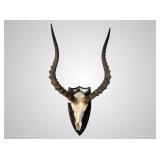 African Impala European mount, 10" deep