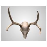 Mule Deer European mount, about 14" deep