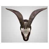 Large sheep mount European 10" deep