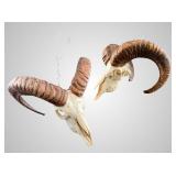 Ram