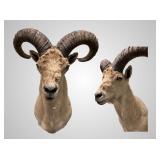 Large sheep mount  23" deep
