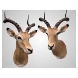 African Impala shoulder mount, 20" deep