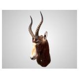 African Blesbok shoulder mount, about 3