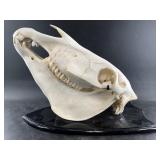 Domesticated horse European mount on wood backboar
