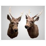 Type of deer possibly Sandbar shoulder mount about
