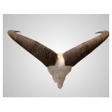Spanish Ibex European mount about 8" deep