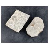 Two insect fossil plates