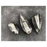3 Orthoceras fossils, longest is 3.25'