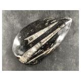 6' Orthoceras fossil