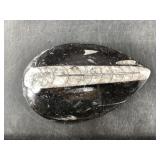 Orthoceras fossil