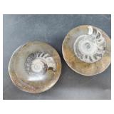 Pair of polished fossils