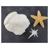 Lot with a cast fossil, and a preserved star fish