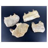 Fossilized Dinosaur Teeth Fragments (Lot of 4)