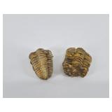 Pair of Ribbed Fossil Shell Specimens