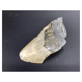 Fossil Megladon Tooth - Approx 3.5in