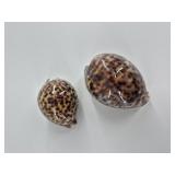 Spotted Cowrie Shells - Pair