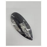 Polished Fossil Stone Specimen - 4.75in