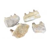 Fossilized Dinosaur Teeth Fragments (Lot of 4)