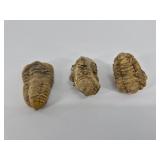 Fossil Trilobites - Group of 3