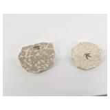 Fossil-Bearing Stone Slabs (Lot of 2)