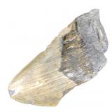 Fossil Megladon Tooth - Approx 3.5in