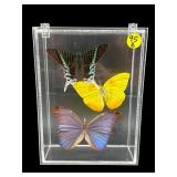 SET OF 3 COLORFUL TAXIDERMY BUTTERFLIES IN