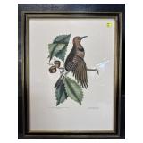 THE GOLDEN WINGD WOODPECKER ENGRAVING