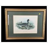 GOOSE ENGRAVING PRINT