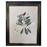 THE PAINTED FINCH ENGRAVING