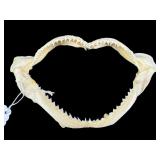 6.5 IN GENUINE SHARK JAW WITH TEETH